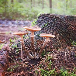 Pilze 2
